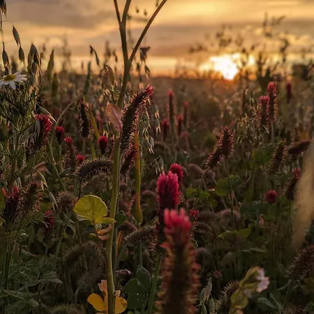Oda ve Kahvaltı Les Atypiques