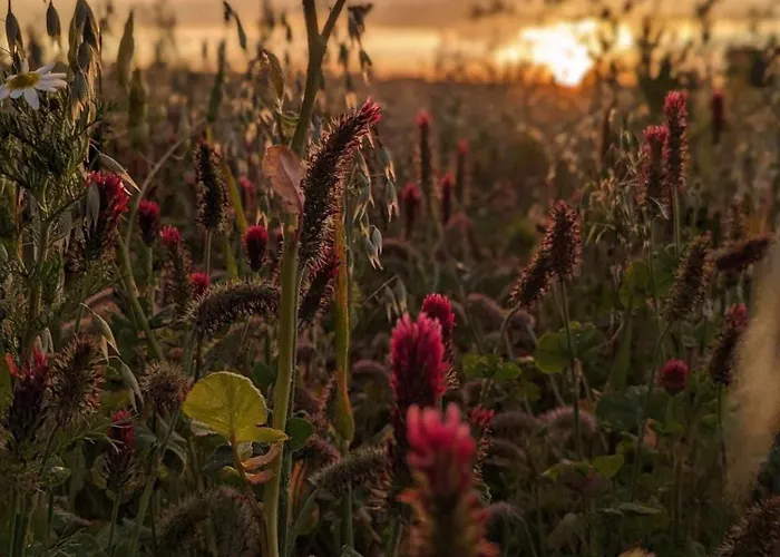 住宿加早餐酒店 Les Atypiques